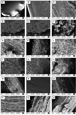 Evaluation and Selection of Potential Biomass Sources of North-East India towards Sustainable <mark class="highlighted">Bioethanol Production</mark>